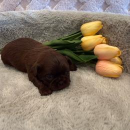 Magnolia - Chocolate female Shih Tzu puppy in Success, Missouri from Sweet Success