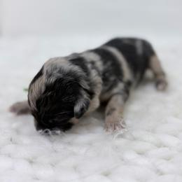 Winnie - Green Collar - Blue merle female Australian Shepherd puppy in San Marcos, California from Faith Family Freedom Farm
