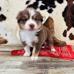'Brianna' - Red tri-color female Australian Shepherd puppy in Durand, Wisconsin from Larson’s Legacy Aussome Aussie Kennels