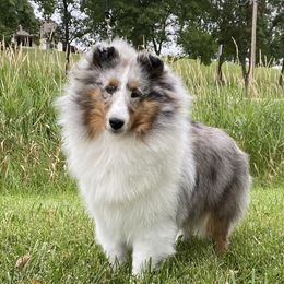 Windy - Shetland Sheepdog