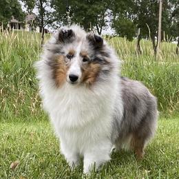 Windy - Shetland Sheepdog