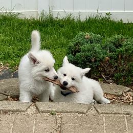 Girl 5 Koa - White female Berger Blanc Suisse puppy in Orland Park, Illinois from Starfyre Berger Blanc Suisse