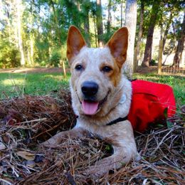 Australian Cattle Dog All Grown Up from Grog Creek Kennel