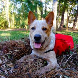 Australian Cattle Dog All Grown Up from Grog Creek Kennel