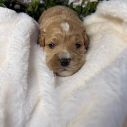 Female 1 - Buff and white female Cockapoo puppy in Mississippi from Ewing Acres