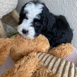 Bernedoodle, Cavapoo, and Goldendoodle Puppies from Doodle Amore