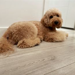 Ava - Goldendoodle