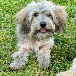 Maltipoo puppies from Bellamy Maltipoos
