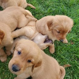 Golden Retriever Puppies from Emma's Golden Puppers
