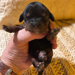 Girl 4 - female Cavalier King Charles Spaniel puppy in Tucson, Arizona from Abbey Road Cavaliers