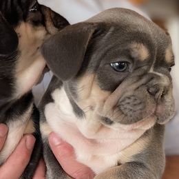 Boy 1 Lilac & tan - Blue French Bulldog puppy in Havre, Montana from MT French Bulldogs