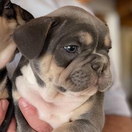 Boy 1 Lilac & tan - Blue French Bulldog puppy in Havre, Montana from MT French Bulldogs