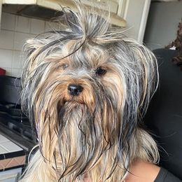 Yorkshire Terriers from Theona's Yorkies