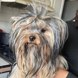 Yorkshire Terriers from Theona's Yorkies