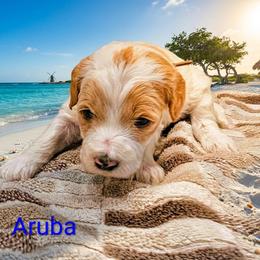 Aruba - Parti female Goldendoodle puppy in Forest, Ohio from Mini Doodle Buddies