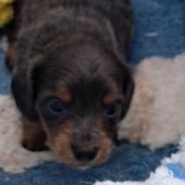 Red - Blue and tan female Dachshund puppy in Franklin, Georgia from Lakeside Kennels of Franklin