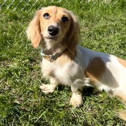 Millie - Dachshund