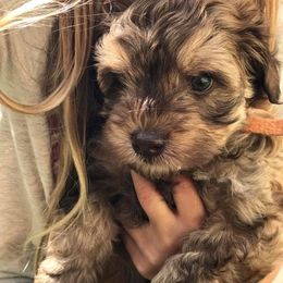 Australian Labradoodle Puppies from Golden Gate Australian Labradoodles