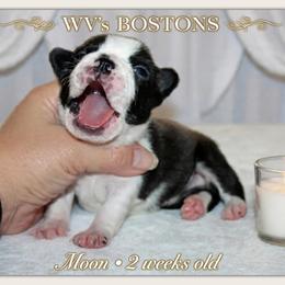 Moon - Black and white female Boston Terrier puppy in North Central, Vermont from Windy Valley’s Bostons