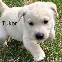 Cotons de Tulear from Flourishing Family Farms