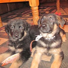 German Shepherds from VonDinehart Shepherds