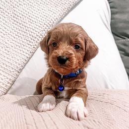 F1B Toy Goldendoodle Remi - Apricot male Goldendoodle puppy in Redding, California from Casa Delarosa Poodles & Doodles Collective