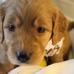 Bernedoodle, Goldendoodle, and Poodle Puppies from Raintree Standard Poodles & Mini Doodles