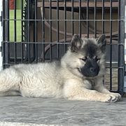 Girl 2 - Sable female Eurasier puppy in Soap Lake, Washington from Falling Cedar Farm Samoyeds and Eurasier’s
