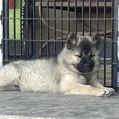 Girl 2 - Sable female Eurasier puppy in Soap Lake, Washington from Falling Cedar Farm Samoyeds and Eurasier’s