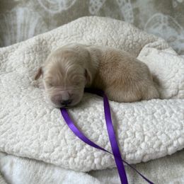 Purple female - Golden female Golden Retriever puppy in East Hartford, Connecticut from Cherry Hollow Goldens