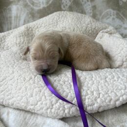Purple female - Golden female Golden Retriever puppy in East Hartford, Connecticut from Cherry Hollow Goldens