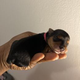 Ruby (Pink collar) - Black and gold female Yorkshire Terrier puppy in Dearborn Heights, Michigan from Taste Of Flavor LLC