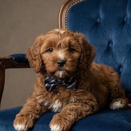 Cavapoo, Maltese, and Maltipoo Puppies from Historic triangle doodles