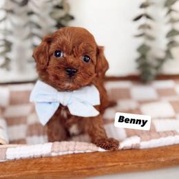 Cavapoo and Goldendoodle Puppies from Pedersendoodles