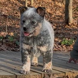 Top - male Australian Cattle Dog puppy in Devalls Bluff, Arkansas from Coolhand's Australian Cattle Dogs