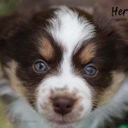 Australian Shepherd, Miniature American Shepherd, Miniature Australian Shepherd, and Toy Australian Shepherd Puppies from TK Standard, Mini, & Toy Aussies