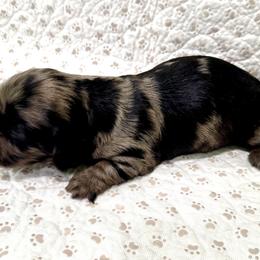 Jax - Dapple male Dachshund puppy in Solon, Ohio from DobbKins