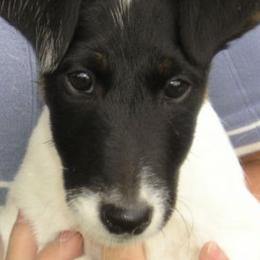 Smooth Fox Terriers from High Mountain Smooth Fox Terriers