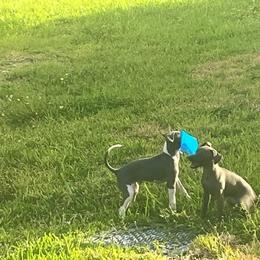 Italian Greyhound Puppies from Fisher Link