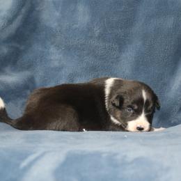 Rayla - Black female Border Collie puppy in Tiskilwa, Illinois from First Harmony Farms