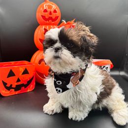 AKC Female-Nala - Tricolor female Shih Tzu puppy in Avondale, Arizona from Riley Family Shih Tzus