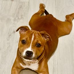 Maneti - Red male Staffordshire Bull Terrier puppy in Monroe, Georgia from Irresistibull Staffords