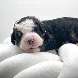 Bernedoodle and Goldendoodle Puppies from Oakie Doodles