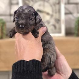 Pedro - Blue merle male Bernedoodle puppy in Dothan, Alabama from Farquharson's Poodles&Doodles