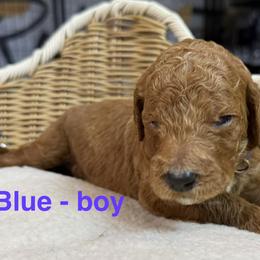 Boy 4 - Chocolate male Goldendoodle puppy in Clermont, Florida from Da Ruba Doodles