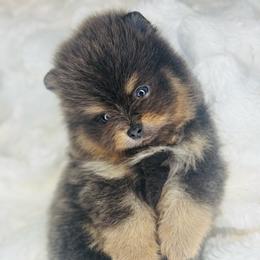 Pomeranian Puppies from Treasured Jewels Pomeranians