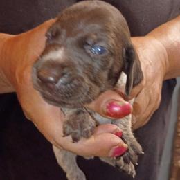 Girl 1 - Liver roan female German Shorthaired Pointer puppy in Marble, Florida from Dancin' German Shorthaired Pointer's