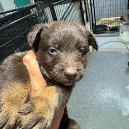 RTM -NBT - Red tri-color male Australian Shepherd puppy in Archie, Missouri from Beachin' Aussies