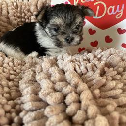 Ozzy - Black & tan tri-color male Morkie puppy in Taylorsville, North Carolina from Mountain Top Hot Tailz