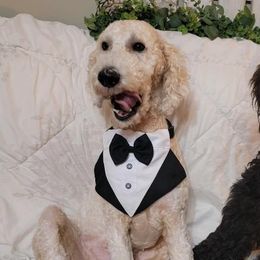 Goldendoodles from Gate’s Open Goldendoodles